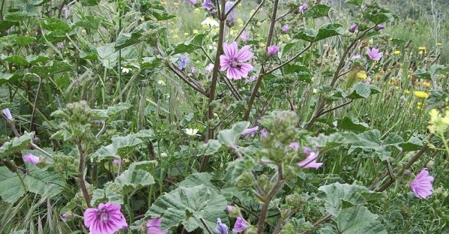 Malva sp